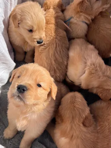 Golden Retriver Cachorro Filhotes FÊMEA e MACHO