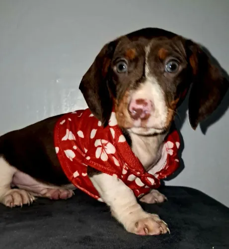 Filhotes de Linguicinhas dachshund