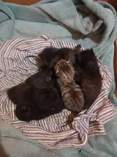 Doação Gatinhos