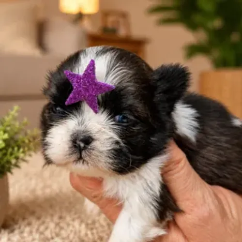 Shih Tzu Shitzu Fêmea Mini
