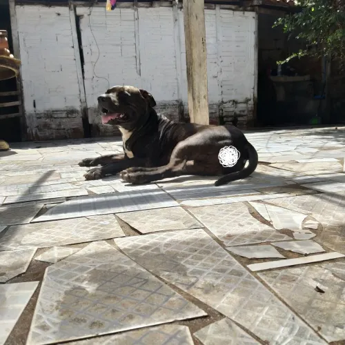 ADOÇÃO/DOAÇÃO CACHORRO MACHO