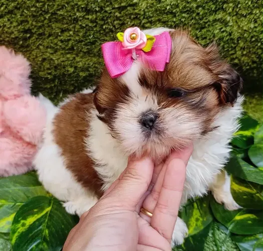 Shih tzu fêmea 
