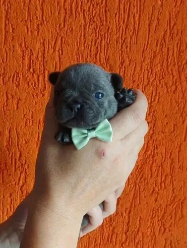 Filhote de Bulldog Francês 