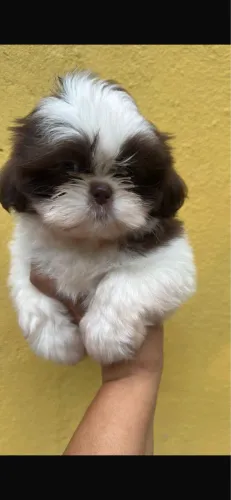 Shih-tzu femea Porte premium com 50 dias vacinado 