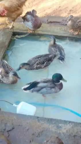 Patos mini-cool