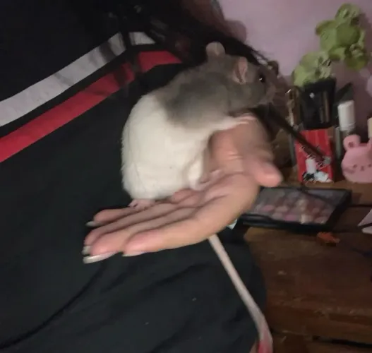 Vendo ratinhaTwister