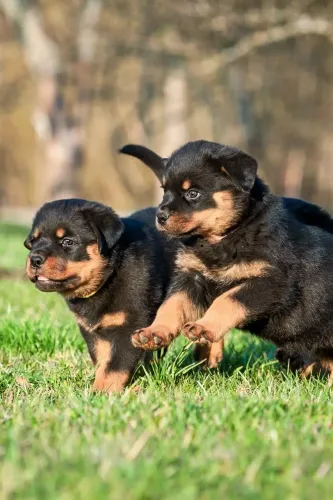 Rottweiler Cachorrinho que encanta em todos os detalhes