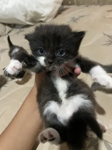 Doação de Gatinhos