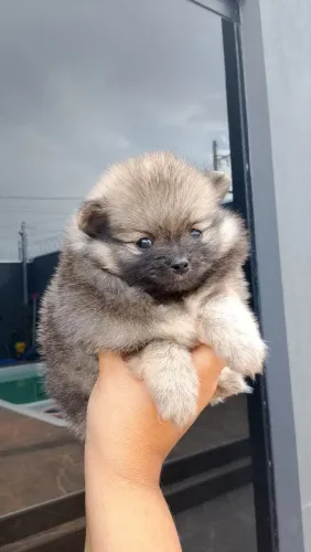 Spitz alemão macho filhote