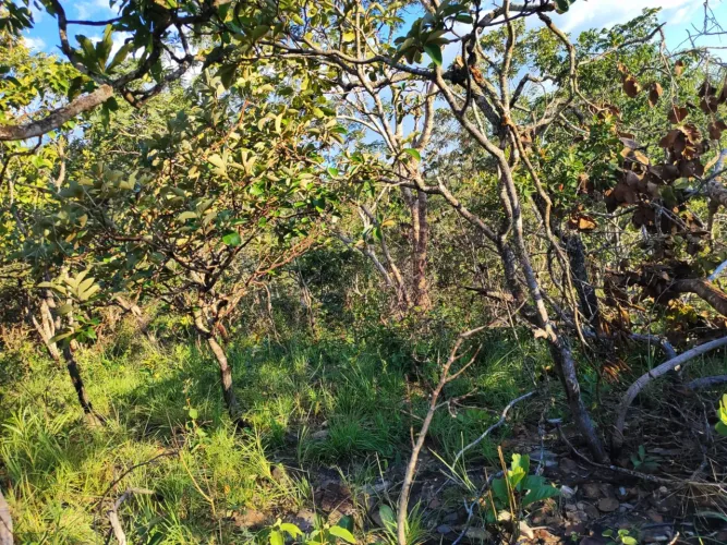 Venda