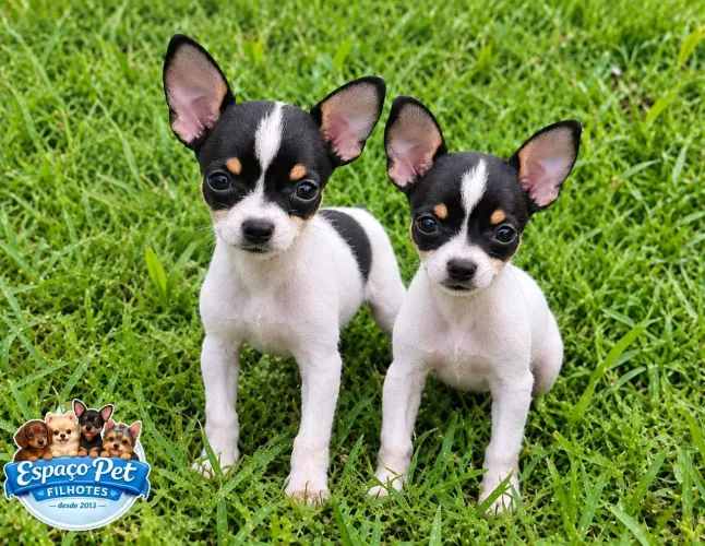 Pinscher miniatura fêmea branca e preta 