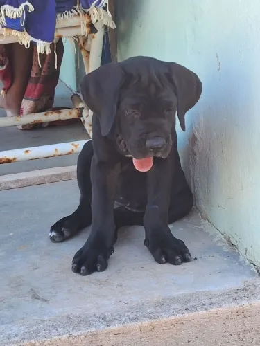 Cane corso italiano