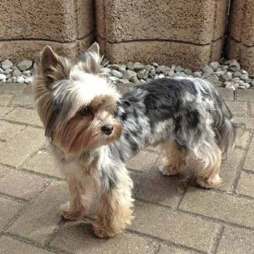 Yorkshire merle menininha olho azul