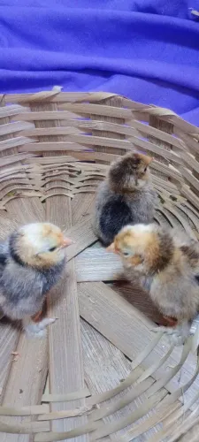 PINTINHOS BELGIAN