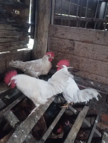 Galos e galinhas 