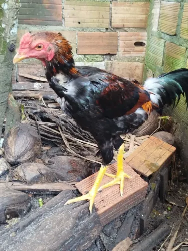 Galo