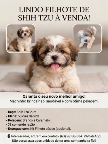 Vende filhote de shiatsu puro