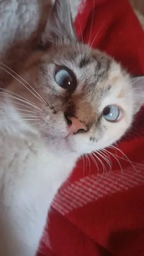 Gatinha de 11 meses pra doação