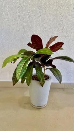 Vendo Planta Croton
