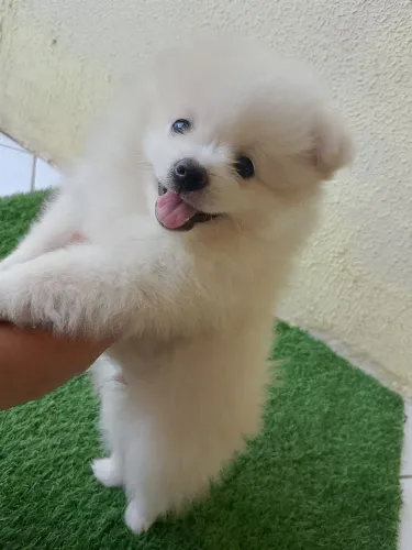 Spitz alemão Filhote