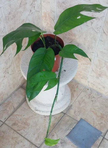 Vendo