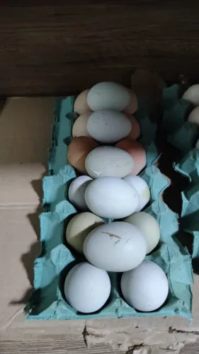 Ovos galinha sertanejo balão