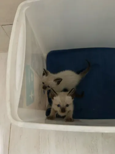 Adoção de gatinhos