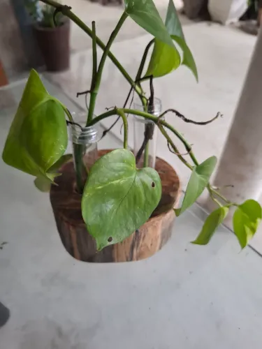 Suporte de plantas de mesa