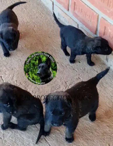 Pastor Belga de Malinois