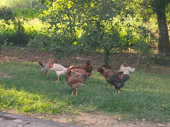 Galos polacos,galinhas índias 