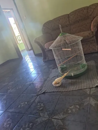 Gaiola nova pir um bom preço 