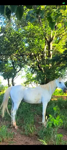 Cavalo árabe