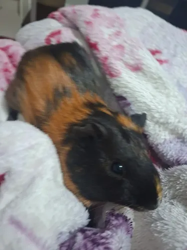 Vendo porquinho da india