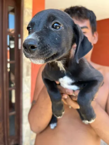 Filhotes de husk para adoção 