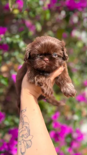 Shihtzu 