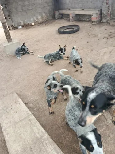 Filhotes boiadeiro Australiano