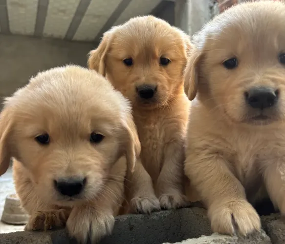 Filhotes MACHO da raça Golden Retriever