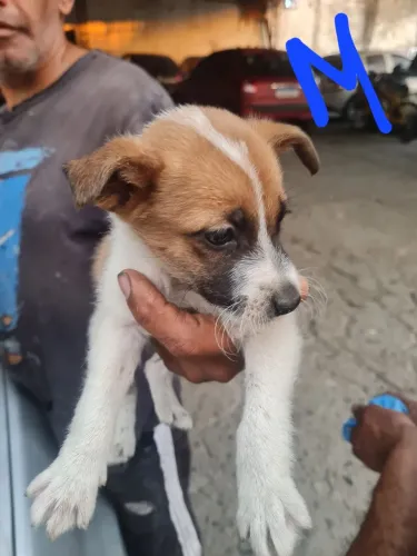 Adoção de cachorros vira lata porte pequeno para madio