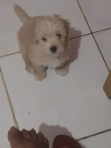 Poodle fêmea cor creme com 50 dias de nascida,vermifulgada e já com a primeira dose da vac