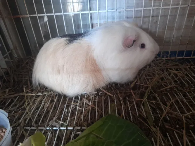 Porquinho da india