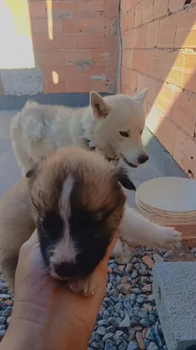 Husky siberiano
