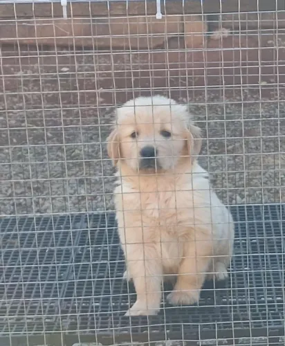 Filhotes de Golden Retriever