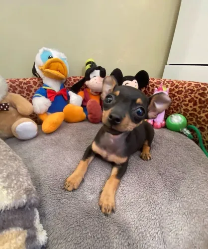 Pinscher vacinado e vermifugado machos e fêmeas
