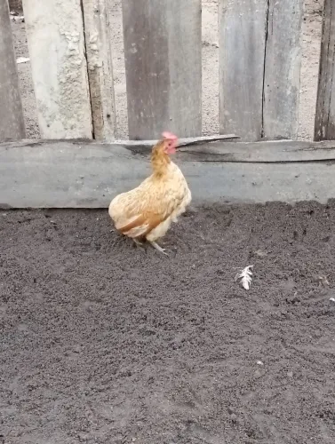 Galinha e galo ganize