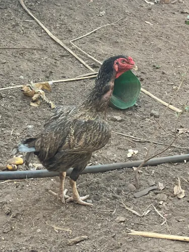Galinha caipira índio