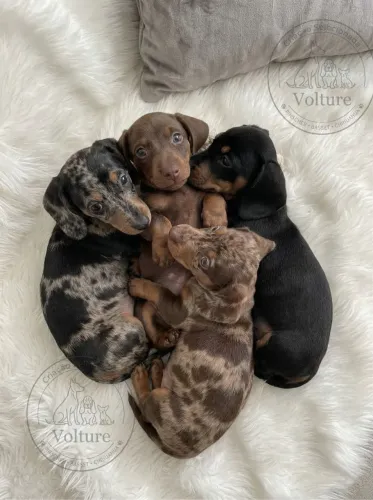 Basset dachshund entregamos hoje