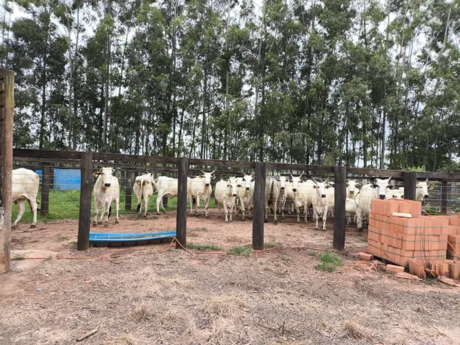 Fazenda de Gado 217 Hectares São Sebastião do Paraiso-Mg