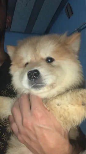 Filhotes Chowchow chamar no zap *