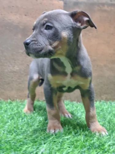 American bully XL com pedigree