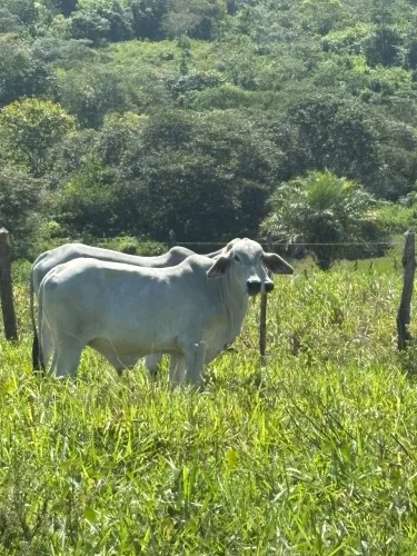 Garrotes 